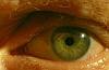 Green eyes Yeux verts