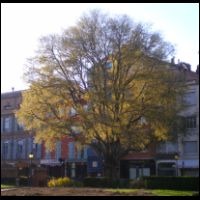1-Bel-arbre-Micocoulier-classe.jpg