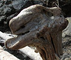 Totem pole Camel head Denis Corpet Friday Harbor