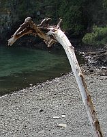 Totem dragon Corpet Friday Harbor