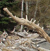 Totem Dragon Hut  Friday Harbor