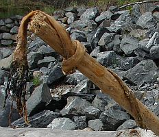 Totem Gandalf stick Denis Corpet Friday Harbor