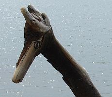 Totem Giraffe Corpet Friday Harbor