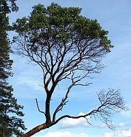 Madrone tree Denis Corpet Friday Harbor