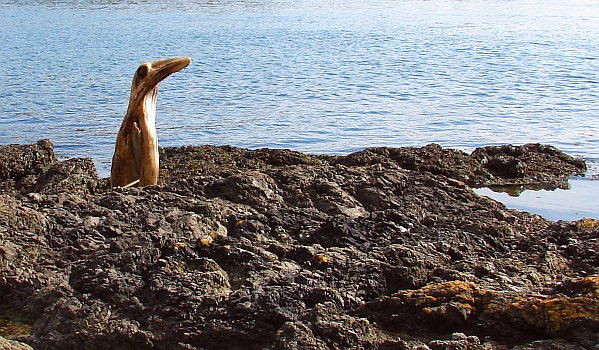 Totem pole penguin Denis Corpet Friday Harbor