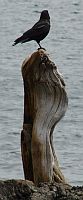 Totem raven Corpet Friday Harbor