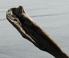 Totem pole Wombat diving Corpet Friday Harbor