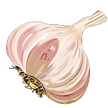 Lautrec pink garlic