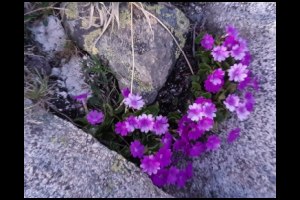 06h08-Primeveres-du-Piemont.jpg