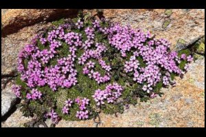 13h53-Silene-acaule.jpg