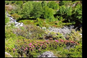 15h07-Beaux-rhododendrons.jpg