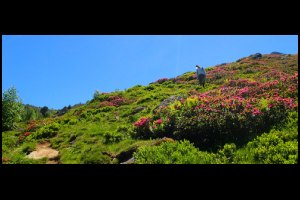 15h15-Denis-dans-l.Rhodo.JPG