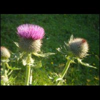 482-Thistle-Alpes-France-col-Colombiere.jpg