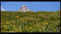 .13h23-Alpage-fleuri+Aig.d.Glaciers.JPG