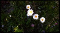 19h01-Marguerites.jpg