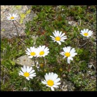 74-Marguerites-Neouvielle.jpg