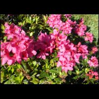 04-Rhododendrons-Orlu.jpg