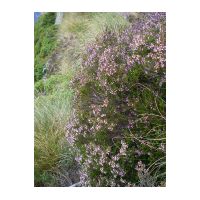 10-Bruyeres-fleurs.jpg