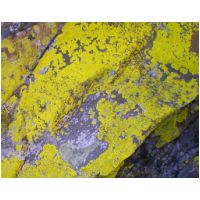 13-Lichen-Jaune-apres-Niche.jpg