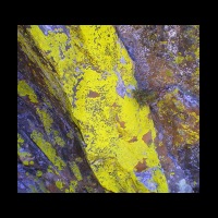 61-Lichen-jaune-souffre-Orlu.jpg