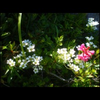 76-Fleurs-blanche-et-Rhodo-Orlu.jpg