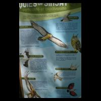 03Oiseaux-proteges-Sinsat.jpg