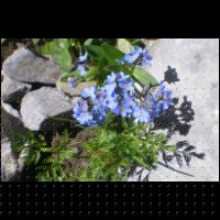 536-Myosotis.jpg