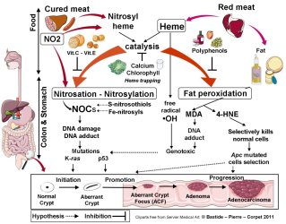 meat cancer noc hne