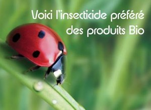 Bio coccinelle