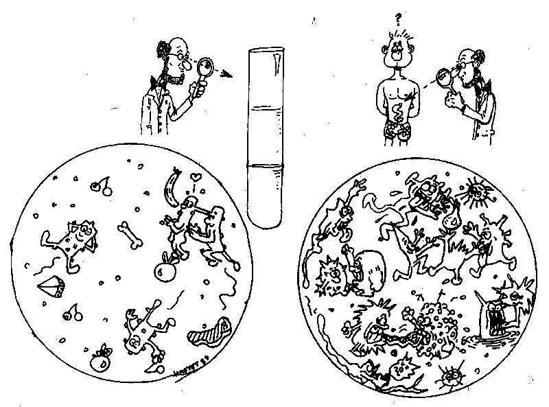 Ecologie microbienne de l'intestin in vivo et in vitro