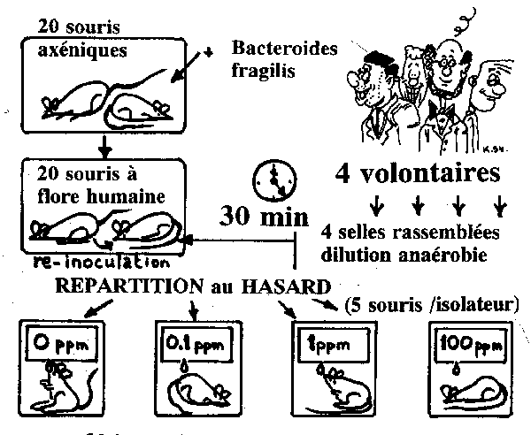 protocole HFA & residus antibiotique