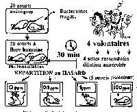Modele souris-hommes