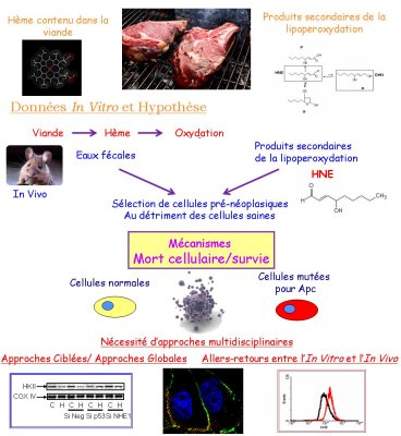 Laurence HUC mécanisme HNE