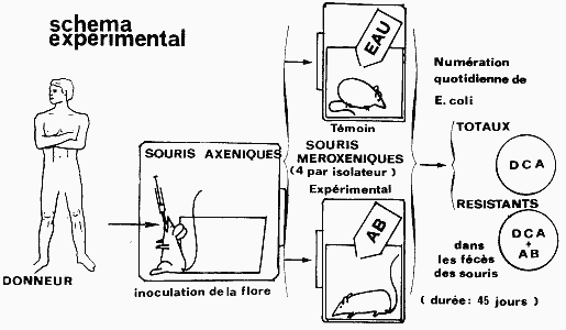 modele heteroxenique, Thèse Corpet