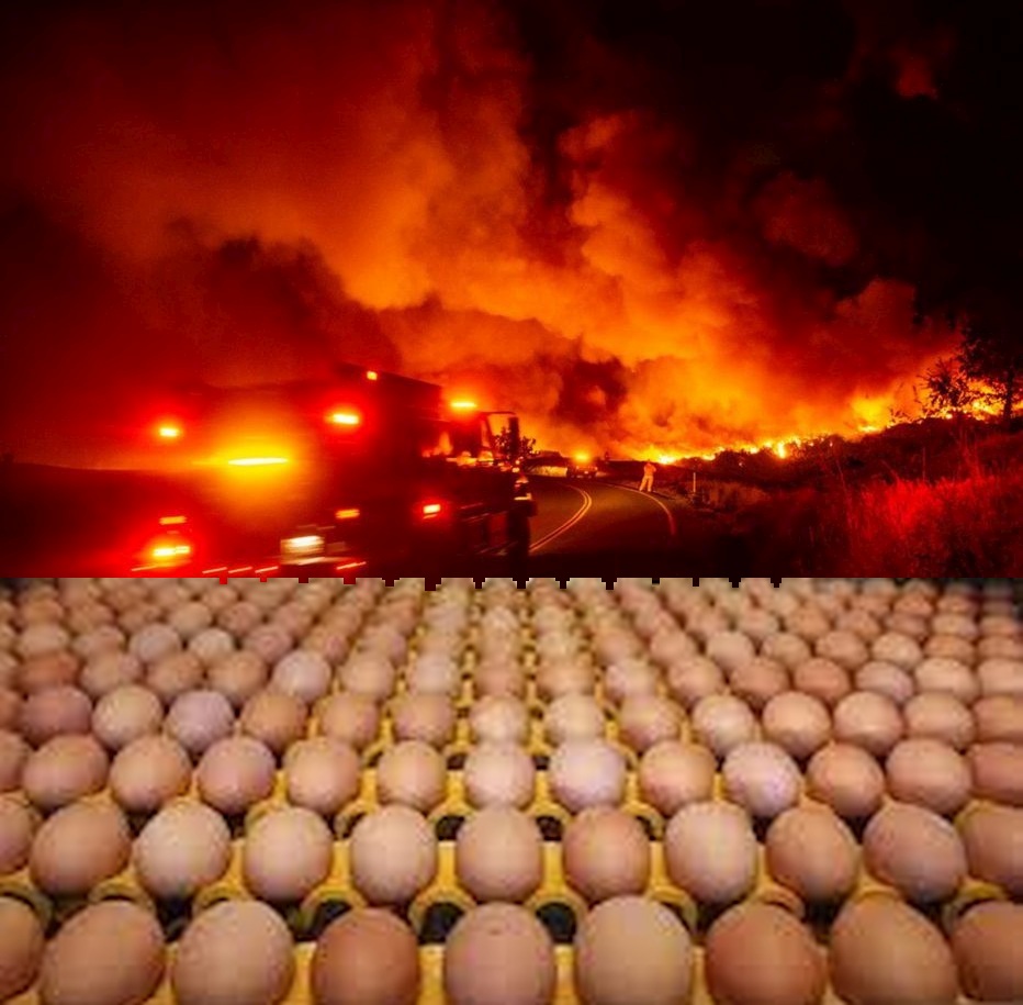 Enfer-pavé-bonnes-intentions-oeufs-Bio