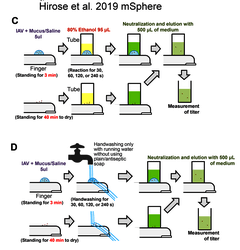 Protocole Hirose 2019, mSphere