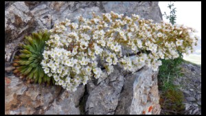 07-17h20-Saxifrage-des-Pyrenees.jpg