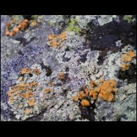 24-Lichen-Artax.jpg