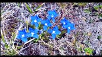 13h09-Gentianes-printanieres.jpg