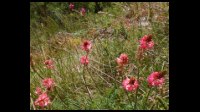 11h49-Sainfoin-rose.JPG