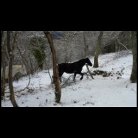12h12-Chevaux-Caramille-Neige.jpg