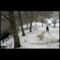 12h13-Chevaux-sauvages-Neige.jpg