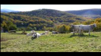 13h30-vaches-Gasconne-Le-Souleilla.jpg
