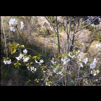 10-cerisier-printemps.jpg
