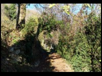 04-Chemin-part-ds-les-buis.jpg