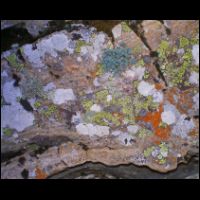07-Mini-foret-lichen.jpg