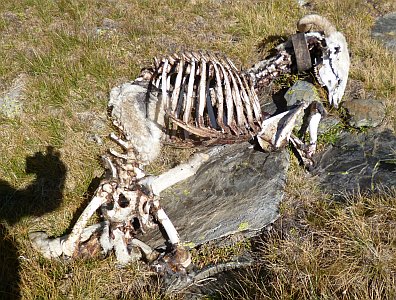 DVautours pic d'Estats