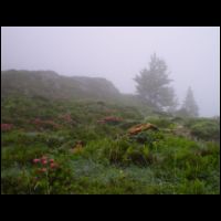 15-Rhododendrons-brume.jpg