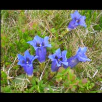 81-Gentianes-bleues-Soularac.jpg