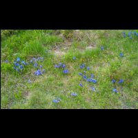 82-Gentianes-Koch-bleues.jpg